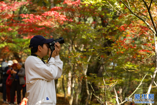 火红枫叶勾勒诗意云南