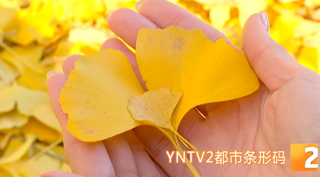 “金毯”已铺！云大这条网红大道的浪漫，藏着一份宠爱