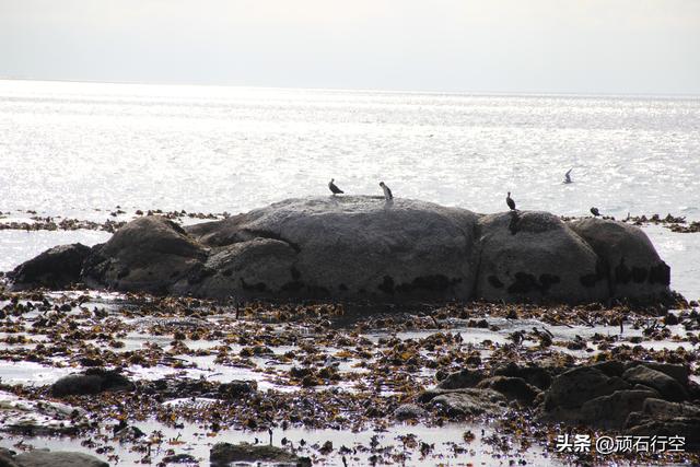 南部非洲：南非开普敦企鹅岛