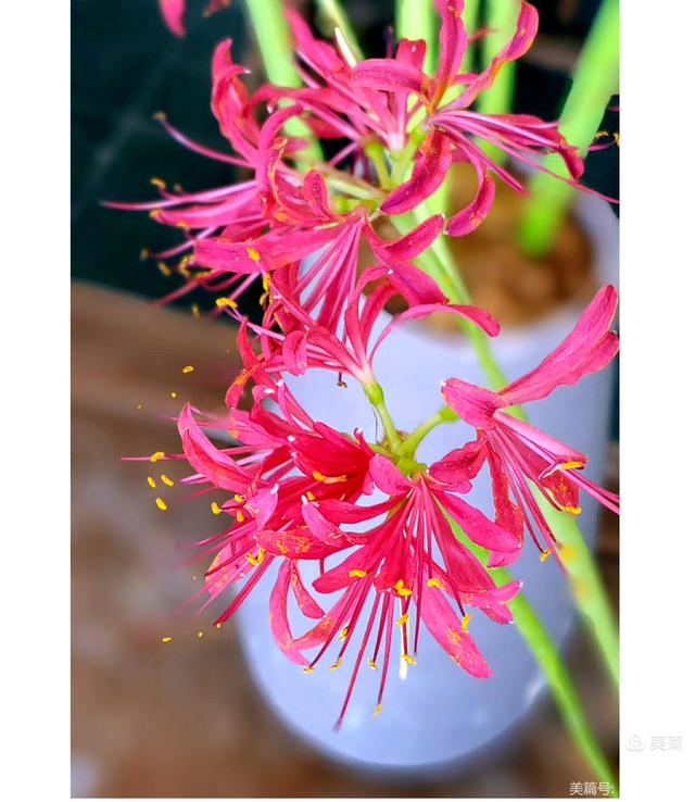 游西湖：杭州植物园之石蒜花展