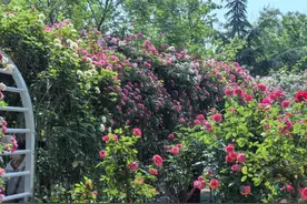 “石家庄版莫奈花园” 随手一拍就是大片图片