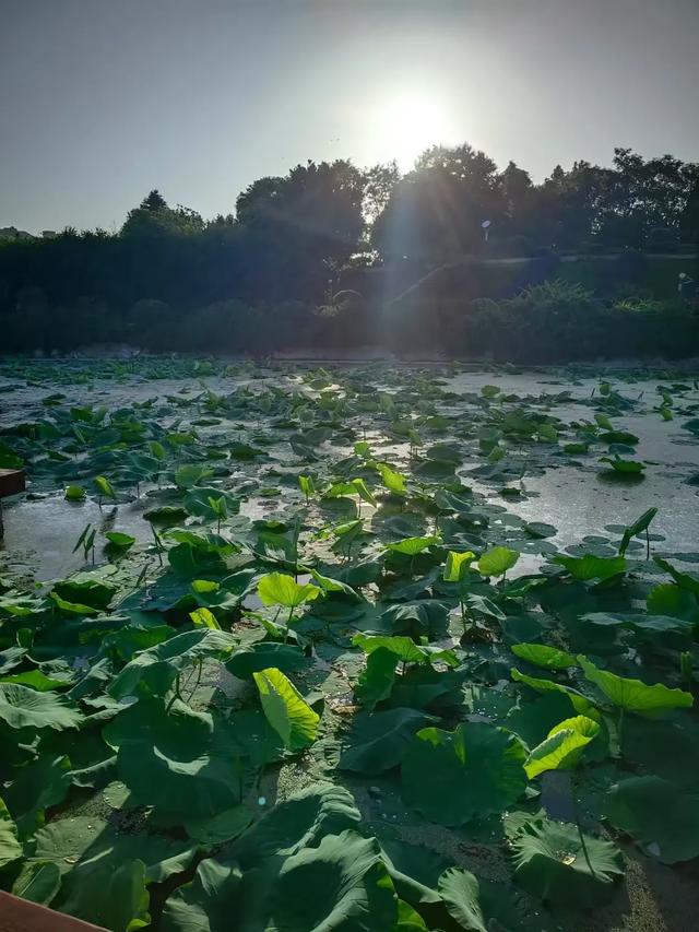 旅途偶遇的党姐，居然是位台胞，她的老家就在大冯营镇姬党柳庄