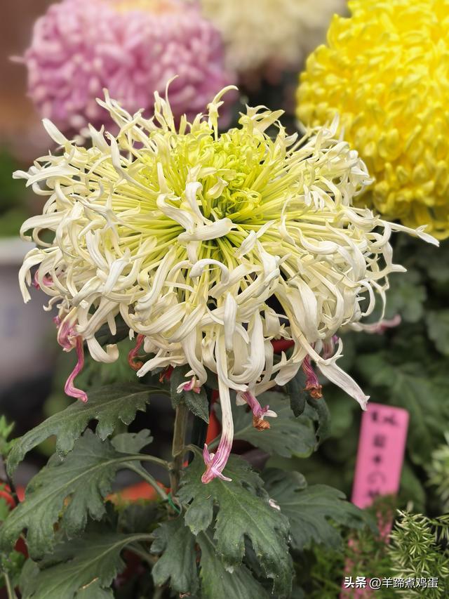 秋风独宠一园菊，晚来香艳出樊篱——北京北海公园2025年菊花展