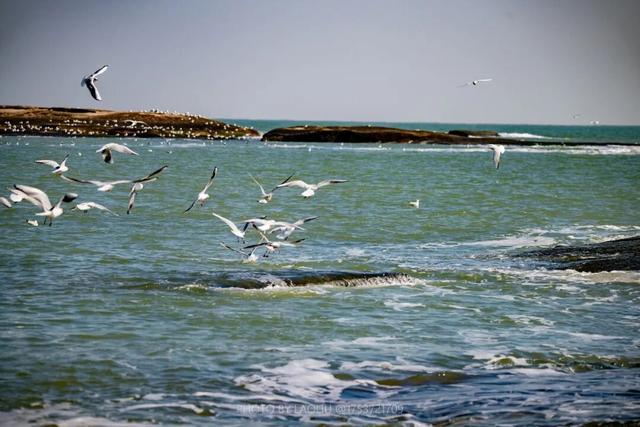 日照海边“人均一只”！赶紧去冲！