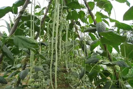 种植豇豆、芸豆、四季豆、架豆，必学六大技巧，豆角结的挂满架图片