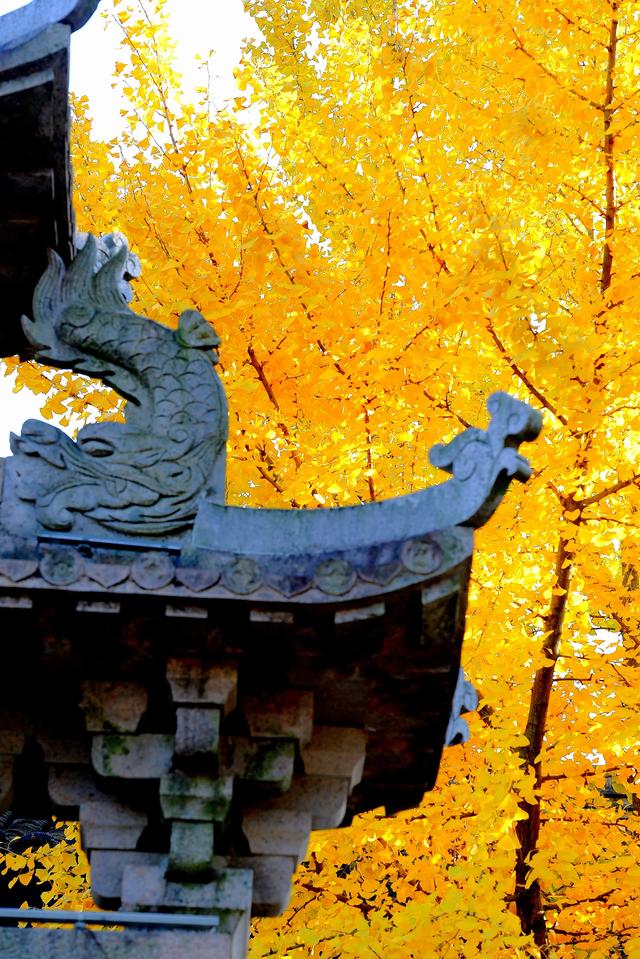 红枫银杏里，读懂惠山古镇的秋冬