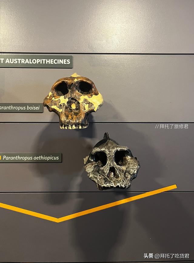 英国自然历史博物馆：一场穿越时空的旅程