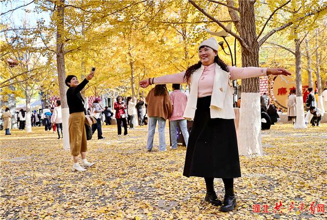 河北秦皇岛：秋染植物园 银杏铺金毯