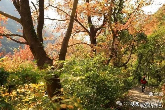 现场报道：这条离市区很近的著名红枫古道已枫情万种，徒步正当时