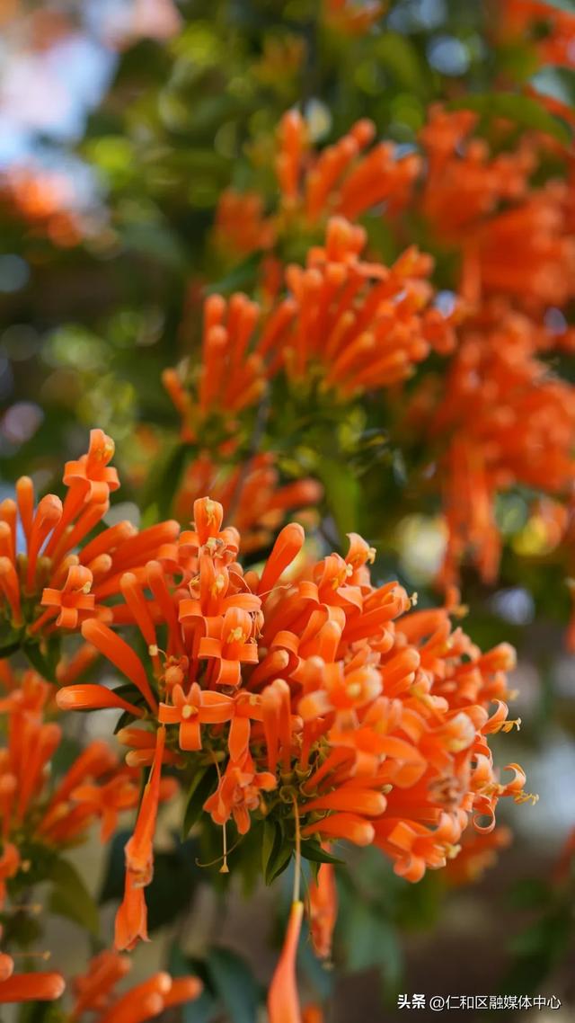 我在仁和等你丨炮仗花瀑如焰,带你提前走进“春节模式”