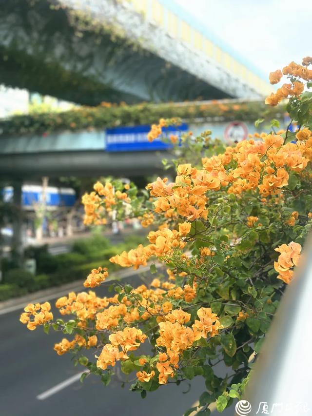 厦门又一网红出片点位,上新!美成偶像剧取景地→