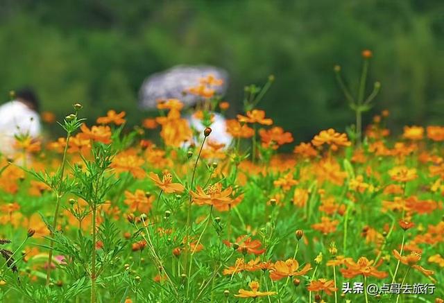 成都最近的格桑花海，6万多平米，山坡被美爆，地铁直达！