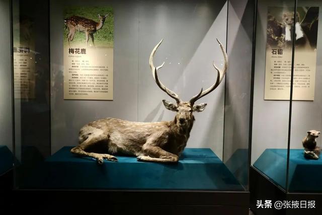 张掖：一屏万物生 祁连生态绿卷舒