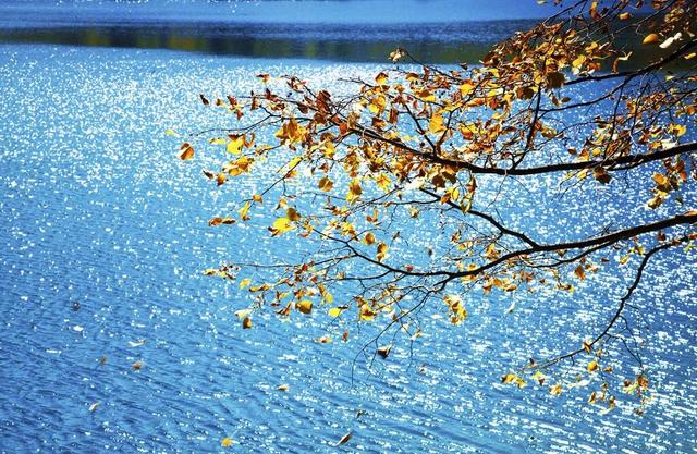 九寨沟十一月的开场，是落叶纷飞染透山川，是彩林叠翠映雪山