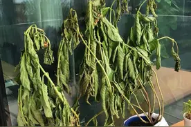 “家中三不摆，摆了惹病灾”，这三种东西不要摆在家！不是迷信！图片