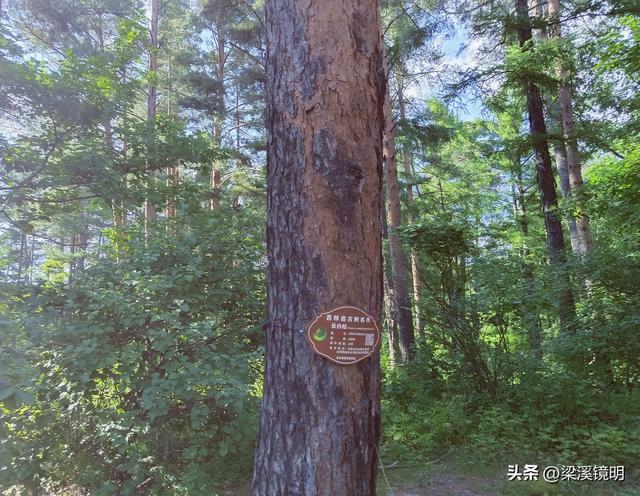 长白山美人松公园——吉林游（4）