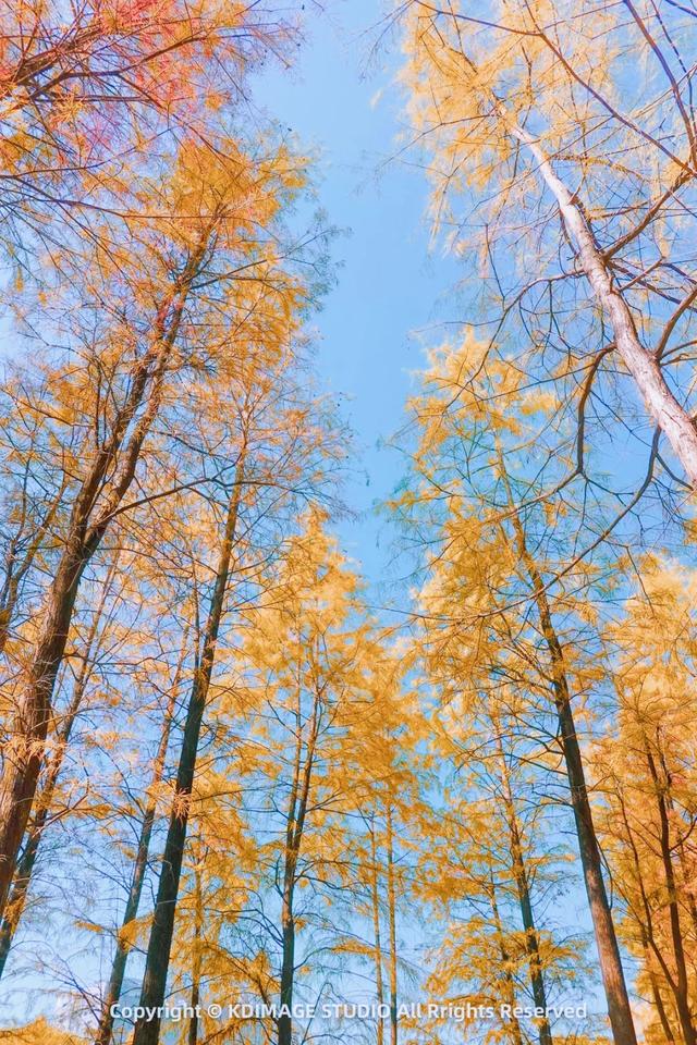 深圳秋日限定：三处落羽杉秘境，邂逅南国绚烂！