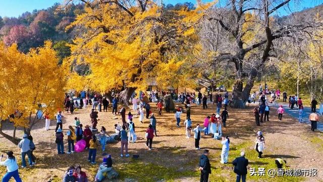 一叶破局 全域出圈——千年银杏谷秋季爆火的背后