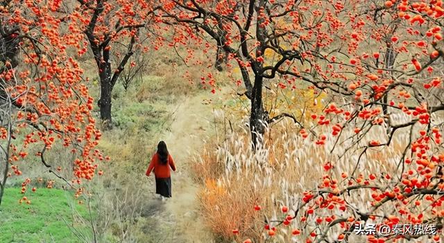 彬州市罗店村：红色染秋山 八方游客聚此共赴“盛柿之约”