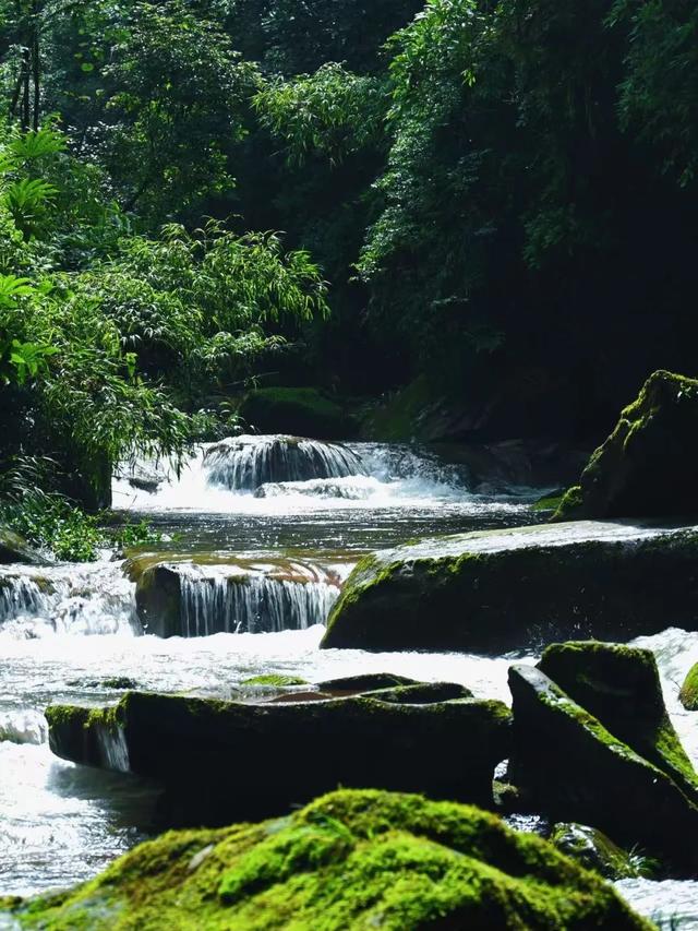 逃离高温！成都2H躲进峡谷避暑地，徒步森林瀑布、探秘野生动物！超萌奖牌周末就冲！