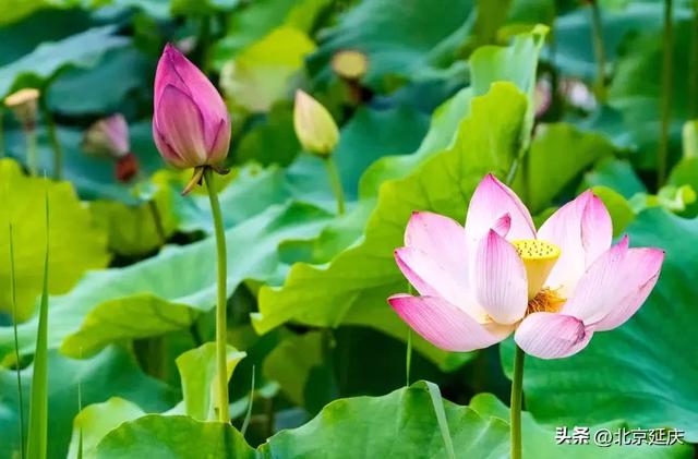 绝美!延庆的“夏与荷”——