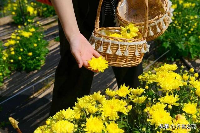 崂山赏秋攻略出炉！快收藏！（内附赏秋地图）