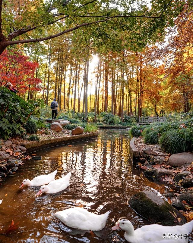 上海这地方火了！12000棵枫树红到发烫，门票居然打对折？