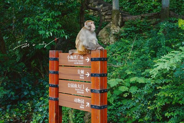贵阳市中心竟然藏着一座“野生猴山”？现在还是国家4A级旅游景区