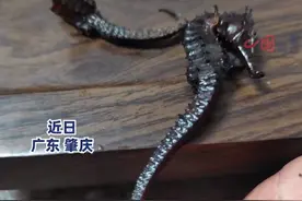 男子发现泡2年药酒的海马海龙是塑料，当事人：托朋友从外省带的，30多元一对，幸亏喝完身体没什么不适图片