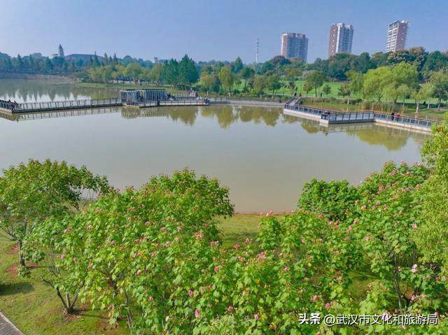 花色一日三变！武汉秋日木芙蓉花海上线