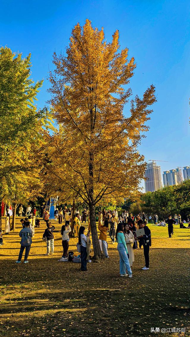 银杏黄时，解放公园把武汉秋天压成一枚金色书签