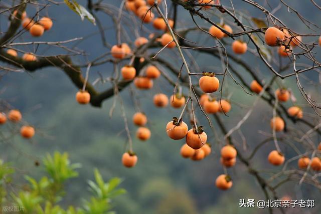周末京郊赏秋摘柿子