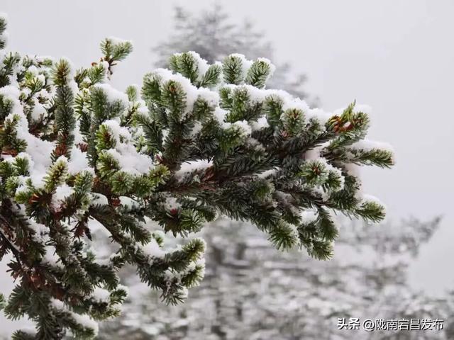 雷古山初雪：云端之上的冰雪絮语