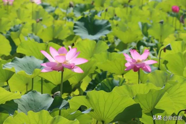 一起去打卡大坪凤园花海和水川湿地公园