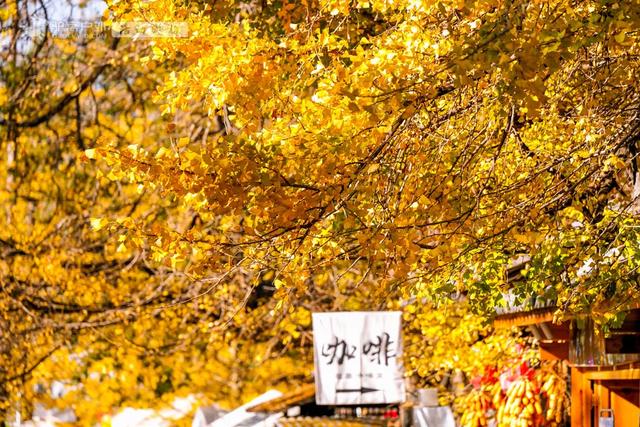 11月的云南腾冲，3000株银杏迎来黄金观赏期，美成人间仙境！