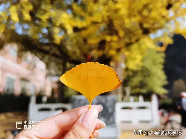 陕西古树，真的“封神”了！第二弹：秋天必看系列，最意外是它？