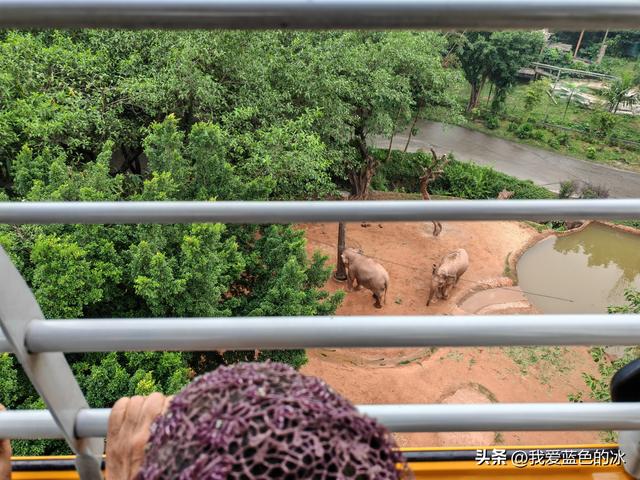 参观广州长隆野生动物园，全程感觉眼累手累腿不累