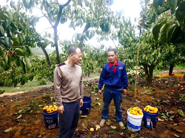 桂北秋色行之柿红