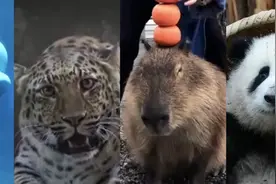 爱逛动物园的年轻人，成就了永不塌房的“顶流”图片