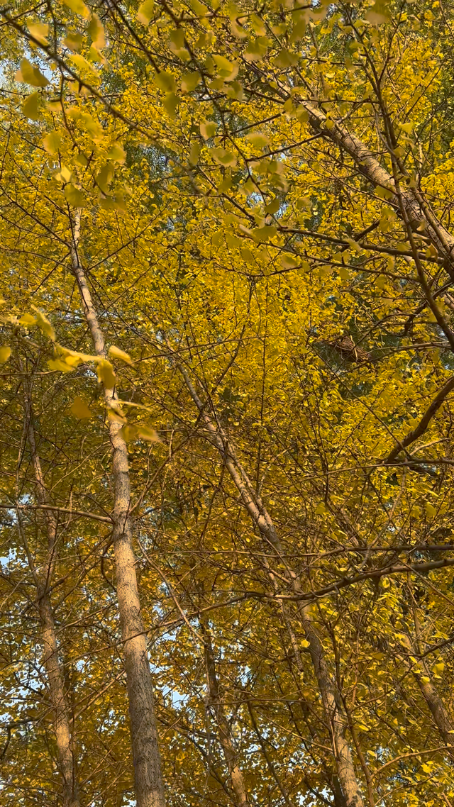 长治的金秋，何处最美？