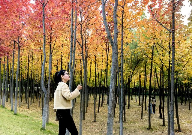 一眼沦陷！快去这片枫林秘境打卡最美秋天