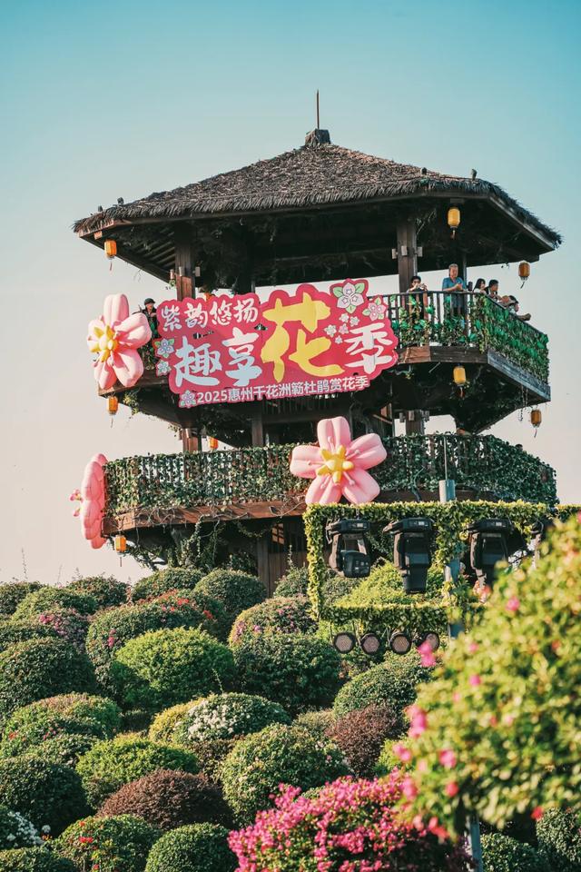 初冬“梅”好时光已至，惠城处处皆“花路”