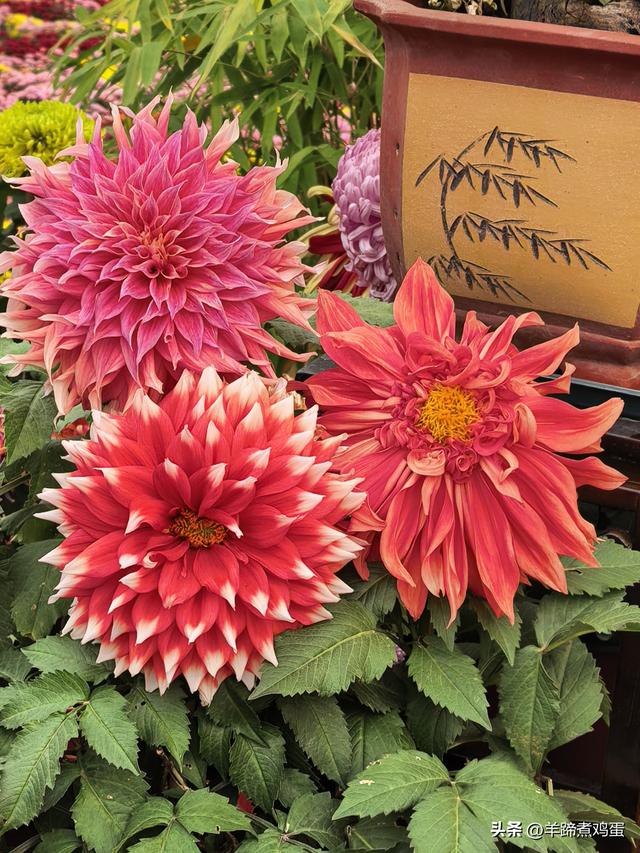 秋风独宠一园菊，晚来香艳出樊篱——北京北海公园2025年菊花展