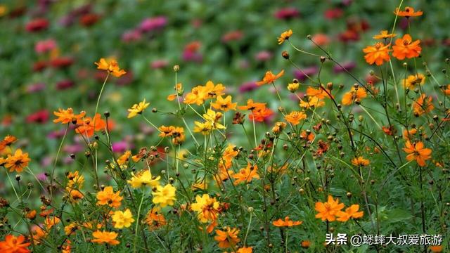 爱花小伙伴们：杭州湘湖花海盛放期来临，来免费嗅浪漫花香吧！