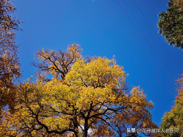 米亚罗彩林季，观赏一日游！