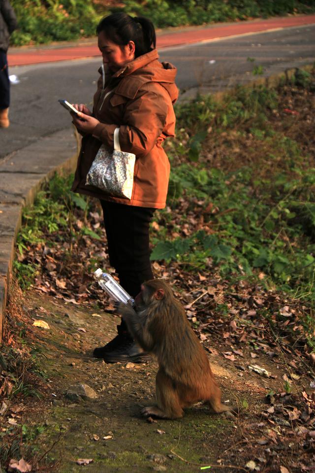 黔灵山的猴子真的会拧开瓶盖喝水