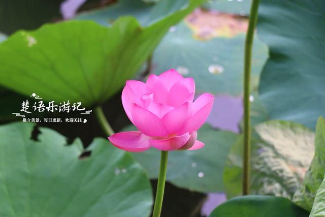 浙江宁波小浃江畔的乡村，百亩荷塘成为热门风景，被誉为田园牧歌