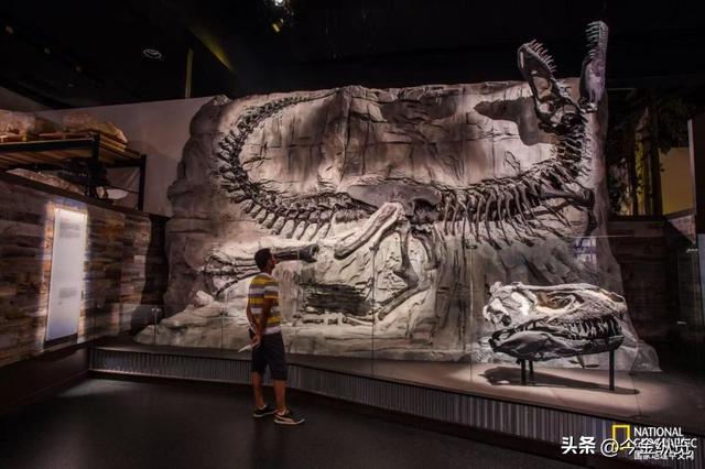 恐龙为何仰天长啸？解密亿年谜团，30只蜥蜴尸体揭开死亡姿态真相