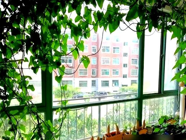 陕西一阿姨，把红薯养成“高不可攀的盆景”，太美太壮观了！