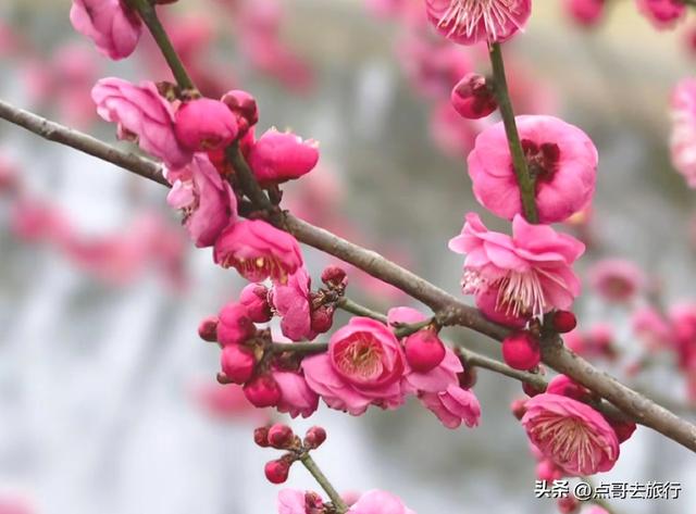 成都郫都区最大面积红梅花开了，粉红花海，非常壮观，不要门票！